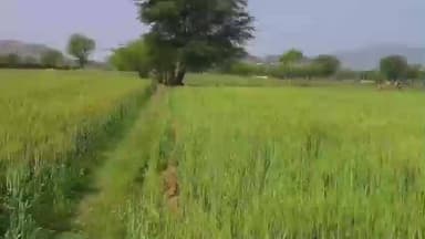 पीसांगन: भीमपुरा गांव में खेत में छिपा पैंथर, 14 वर्षीय फरहान पर झपट्टा, गांव में मची अफरा-तफरी, ग्रामीण दहशत में