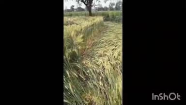 मनावर: मनावर क्षेत्र में हल्की बारिश और तेज हवाओं से गेहूं की फसल को भारी नुकसान, किसानों की चिंता बढ़ी
