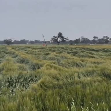 महिदपुर: गांव दुबली में तेज बारिश और प्राकृतिक आपदा से किसानों की फसलें हुईं खराब