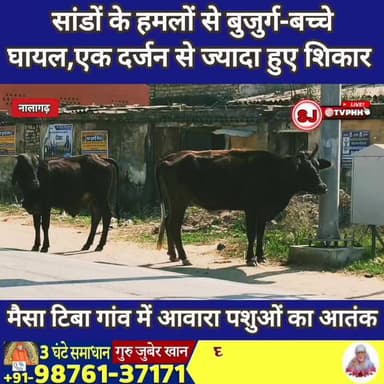 मैसा टिबा गांव में आवारा पशुओं का आतंक
सांडों के हमलों से बुजुर्ग-बच्चे घायल, एक दर्जन से ज्यादा शिकार
ग्रामीणों ने निका...