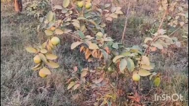 औरंगाबाद: देव के नक्सल प्रभावित क्षेत्र दुलारे पंचायत के दुर्गी गाँव में किसान अमरूद की फसल कर लाखों कमा रहे हैं