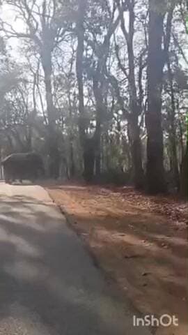 ಚಿಕ್ಕಮಗಳೂರು: ಐದಳ್ಳಿ ಬಳಿ ರಸ್ತೆಯಲ್ಲಿ ಒಂಟಿ ಸಲಗ ಪ್ರತ್ಯಕ್ಷ.! ಆತಂಕದಲ್ಲಿರೋ ಸ್ಥಳೀಯರು, ವಾಹನಸವಾರರು.!