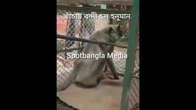 খাঁচায় বন্দী হল হনুমান #viral #banglanews #breakingnews