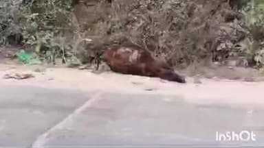 రేణిగుంట చెక్పోస్ట్ చర్చి సమీపంలో రోడ్డుపై ఆవు కళేబరం, పట్టించుకోని అధికారులు