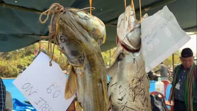 দুধনৈ: দুধনৈৰ নিকটৱৰ্তী চিলুক কুহুম ফুলা বিলত মাছ মৰা উৎসৱ অনুষ্ঠিত হয়