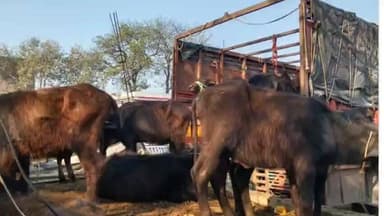 बिलग्राम: बिलग्राम पुलिस ने संदिग्ध परिस्थितियों में मवेशियों से भरी एक डीसीएम को पकड़ा, पुलिस दस्तावेजों की कर रही जांच