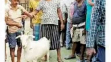 रुपौली: रूपोली विधानसभा क्षेत्र के बालूटोल में स्थानीय ग्रामीणों ने एक खस्सी चोर को पकड़कर पुलिस के हवाले किया