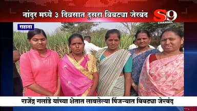 राहाता - नांदूर मध्ये ३ दिवसात दुसरा बिबट्या त्याच ठिकाणी पिंजऱ्यात कैद...!