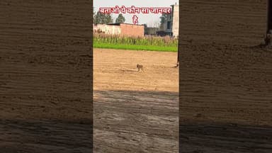 बताओं ये कौन सा जानवर है #bijnorprimeupdate