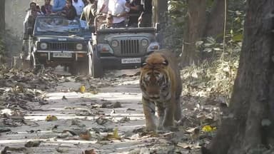 दुधवा में सैलानियों की जिप्सी के आगे चलता कैद हुआ बाघ
#paliakalankheri
#lakhimpurkherinews
#UPNews
#dudhwanationalpar...