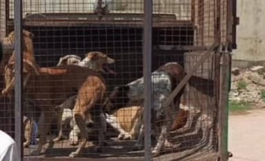 ಶೋರಾಪುರ: ಪುರಸಭೆಯಿಂದ ಬೀದಿನಾಯಿಗಳ ಸೆರೆ
- ಕೆಂಭಾವಿಯಲ್ಲಿ ಭರ್ಜರಿ ಕಾರ್ಯಚರಣೆ