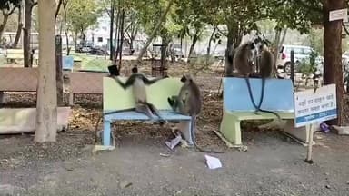 नेपानगर: पानी और भोजन की तलाश में जंगल से शहर की ओर आ रहे वन्य प्राणी, नेपानगर की तरफ बंदरों का झुंड