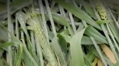 देपालपुर: देपालपुर में बेमौसम बारिश से गेहूं की फसल बर्बाद, खेतों में बिछ गई चादर