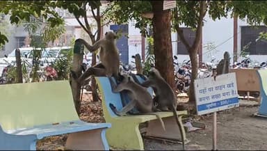 कलेक्टर कार्यालय परिसर में नजर आए बंदर लोगों ने बनाया वीडियो #reel #burhanpur #mohandhakle #india