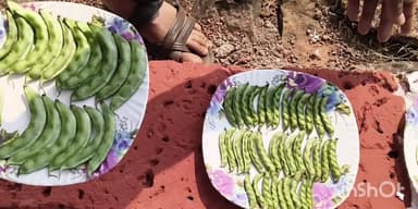 दापोली: डॉ. बाळासाहेब सावंत कोकण कृषी विद्यापीठाच्या वाकवली प्रक्षेत्राला पत्रकारांची भेट