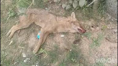 कुलपहाड़: कुलपहाड़ में सियार के हमले में महिला घायल, परिजनों ने किया बचाव