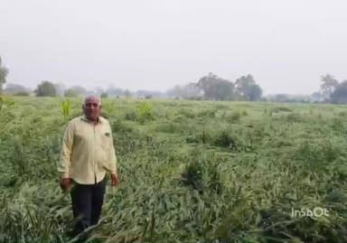 थांदला: बेमौसम बारिश से खवासा क्षेत्र में फसलें नष्ट, किसान परेशान
