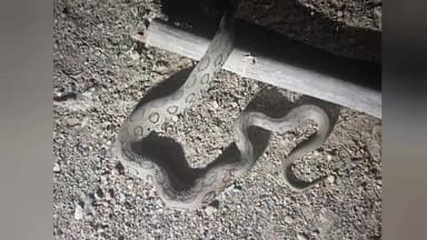 বান্দোয়ান: বান্দোয়ানে দেখা মিললো বিষধর চন্দ্রবোড়া সাপের