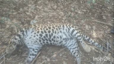 जवाली: भदरोया के जंगल में मृत तेंदुआ मिला, कारणों की जांच जारी