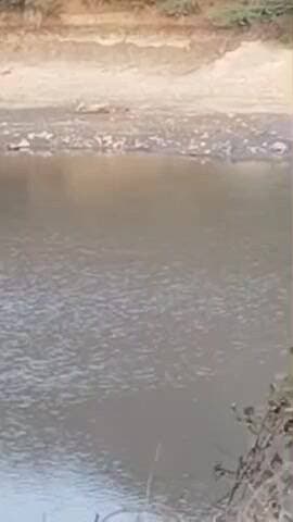 પાલીતાણા: કંજરડા ગામે તળાવ કિનારે આરામ ફરમાવતા વનરાજ નો વિડીયો સોશિયલ મીડિયામાં વાયરલ #viral