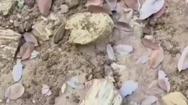 ఏటూరునాగారం: పురాతన రాతి శిలాజాలు.. ఏటూరునాగారంలో కుప్పలు తెప్పలు!