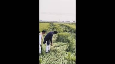 सांवेर: इंदौर में बारिश से किसानों की फसलें बर्बाद, सांसद ने सांवेर क्षेत्र का किया दौरा