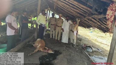 లింగంపేట్: గాంధీ నగర్ లో లేగదూడలు చిరుత దాడిలో మృతి, బోను ఏర్పాటు చేసి చిరుతను బంధించాలి : గ్రామస్తులు