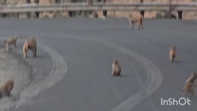 शाहपुर: बरेठा घाट हाईवे पर बंदरों का आतंक, राहगीरों द्वारा फल खिलाने से हादसों का खतरा, कई बंदरों की मौत