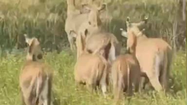 मंदसौर: मंदसौर जिले में नीलगायों के झुंड से किसान परेशान, खड़ी फसल हो रही बर्बाद