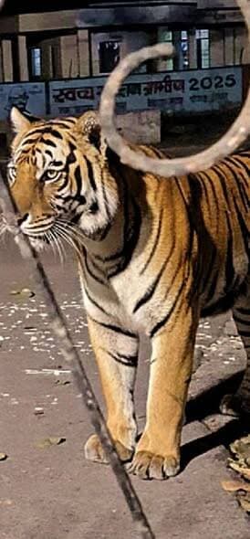 सावधान होशियार और हर तरह से तैयार रहिए
ये दृश्य आज सुबह भोर में 3 बजे का है
संपूर्णानगर किसान सहकारी चीनी मिल के जीएम ...