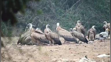 सिमरिया: दक्षिण पन्ना: गिद्धों का 'सेफ हेवन', 3 साल में आंकड़ा 648 से बढ़कर 942 हुआ
