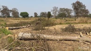 गुण्डरदेही: गुण्डरदेही ब्लॉक में प्रतिबंधित वृक्षों की कटाई और परिवहन का सिलसिला जारी, ज़िम्मेदार वन विभाग के अधिकारी कर्मचारी मौन