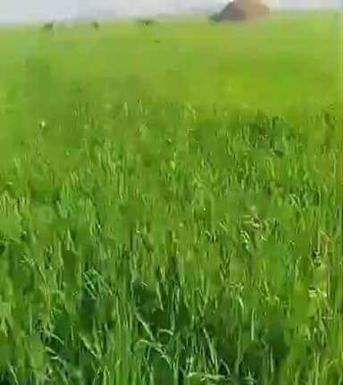 सरायरंजन: सराय रंजन: खेतों में नीलगायों का कहर, गेहूं की फसल को हो रहा नुकसान