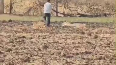 मंदसौर: नरवाई जलाने पर कलेक्टर अदिति गर्ग द्वारा जिले में रोक, उल्लंघन करने पर होगी कार्रवाई