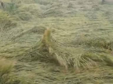 नरसिंहगढ़: नरसिंहगढ़ में बेमौसम बारिश से किसान चिंतित, गेहूं, चना, मसूर और धनिया को नुकसान