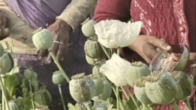 चित्तौड़गढ़: महाशिवरात्रि पर चिकारड़ा में अफीम की लुवाई और चिराई शुरू