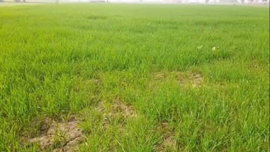 चेवाड़ा: चेवाड़ा में लहलहाती गेहूं की फसल देख खिले किसानों के चेहरे, सिंचाई में जुटे कृषक