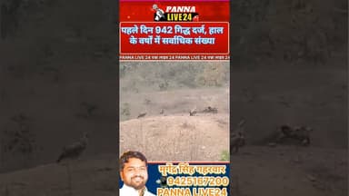 गिद्ध गणना 2026 के पहले दिन 942 गिद्ध दर्ज, हाल के वर्षों में सर्वाधिक संख्या। वर्ष 2025 में 762