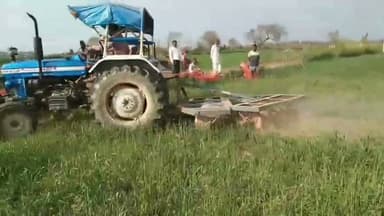 आवारा गोवंशों ने 6 बीघा गेहूं की अधिकतर फसल की बर्बाद, झुंझलाए किसान ने बची फसल ट्रैक्टर से जोती