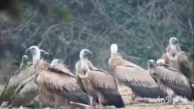 पवई: दक्षिण पन्ना वनमंडल में 942 गिद्धों की रिकॉर्ड गिनती, छाई खुशियाँ