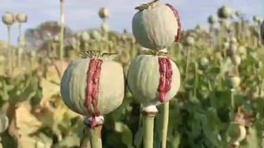 भदेसर: बदलते मौसम ने अफीम किसानों की चिंता बढ़ाई, सोनियाणा क्षेत्र में सफेद मस्सी रोग से फसल हुई प्रभावित