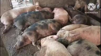 সাঁকরাইল: নোয়াগায় ভয়াবহ রহস্য! এক রাতে প্রায় ৭০ শূকরের মৃত্যু, খাবারে বিষ মেশানোর অভিযোগে চাঞ্চল্য