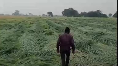 सोनकच्छ: खेरिया जागीर और आसपास के गांवों में आंधी-बारिश से गेहूं की फसल बर्बाद, किसानों ने मुआवजे की मांग की