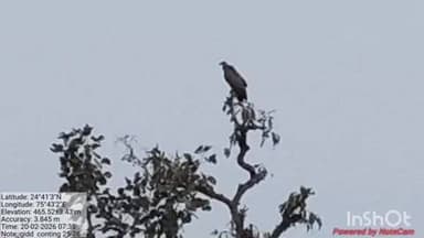 भानपुरा: गांधीसागर वन्यजीव अभयारण्य में गिद्धों की तीन दिवसीय गणना शुरू