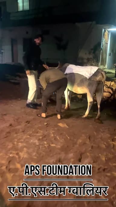 इसके गले से बहुत खून निकाल रहा था बंद नही हो रहा था..!
Respect Girls help poor help animals
#apsgurjar #viral #gwalior