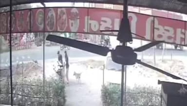 નવસારી: ઇટાળવા વિસ્તારમાં શ્વાન “રોકી”ની ચોરીની ઘટના