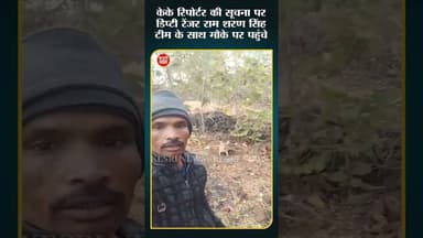 घायल हिरन का बच्चा मिला #raisennews #silwaninews #wildliferescue #mpnews #breakingnews