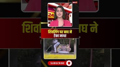 बाघ ने शिवलिंग पर टेका माथा! #katninews #tigerviralvideo #viralnews #viralshorts