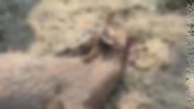 पडरौना: कुशीनगर के खड्ढा में नहर में मृत हिरन मिलने से सनसनी, बाघ की आशंका से सिसवा गोपाल में दहशत