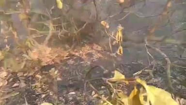 ଭୋଗରାଇ: ତାଳସାରିରେ ବନ୍ଦ ହୋଇଥିବା ଚମଡା ଗୋଦାମ ପରିସରେ ଥିବା ଗଛରେ ରେ ଲାଗିଲା ନିଆଁ, ପହଂଚିଲେ ଅଗ୍ନିଶମ ବାହିନୀ